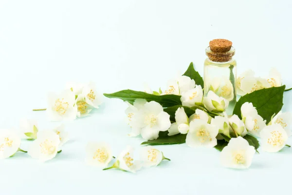 Jasmine flowers with a cone for essential oil, isolated on blue background in close- up. Place for text.