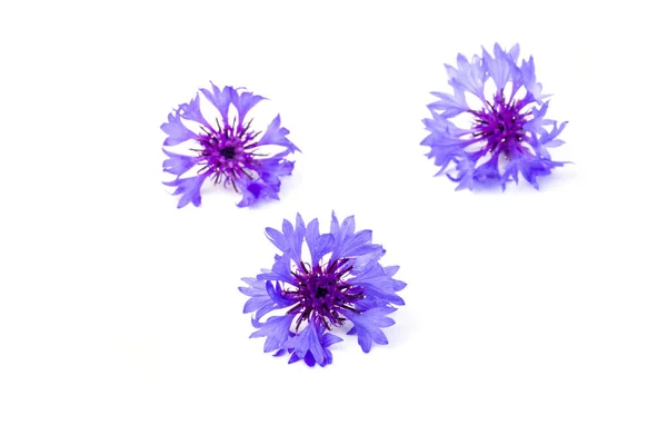 Gyönyörű Kék Búzavirág Elszigetelt Fehér Háttérrel Szöveg Helye — Stock Fotó