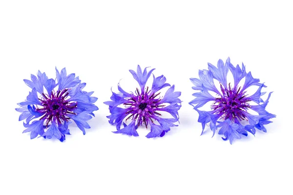 Gyönyörű Kék Búzavirág Elszigetelt Fehér Háttérrel Szöveg Helye — Stock Fotó