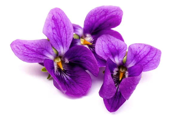 Kruidachtige Vaste Plant Viola Odorata Hout Violet Zoet Violet Engels — Stockfoto