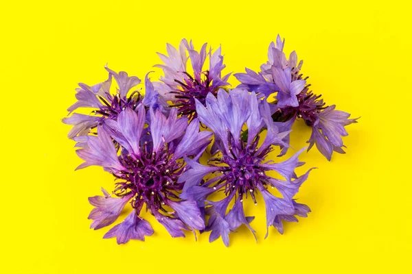 Kék Ibolya Búzavirág Csokor Nyári Virágok Sárga Alapon Virágos Háttér — Stock Fotó