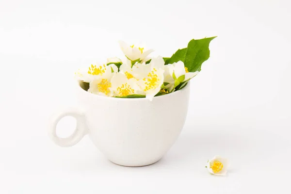 Fiori Gelsomino Whith Tazza Sfondo Bianco Concetto Teatime — Foto Stock