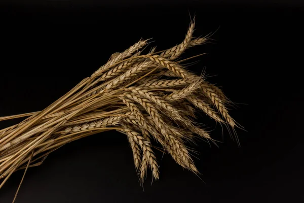 Ears of golden wheat in close- up on black background. Rich harvest Concept. Label art design
