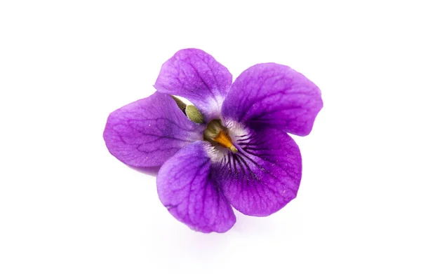 Herbaceous perennial bitki - Viola odorata (ahşap menekşe, tatlı menekşe, İngiliz menekşesi, bahçe viole). Menekşelerin bahar mor çiçekleri kapanıyor