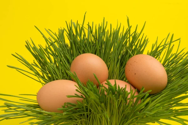 绿草上的褐色鸡蛋 孤立的无名氏背景 复活节概念 文字空间 — 图库照片