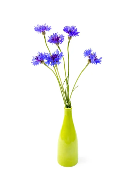 Blauwe Muscari Bloemen Bladeren Geïsoleerd Witte Achtergrond — Stockfoto