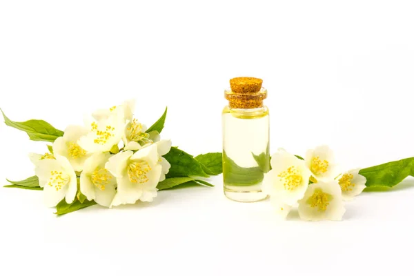 Jasmine flowers with a cone for essential oil, isolated on white background in close- up. Place for text.