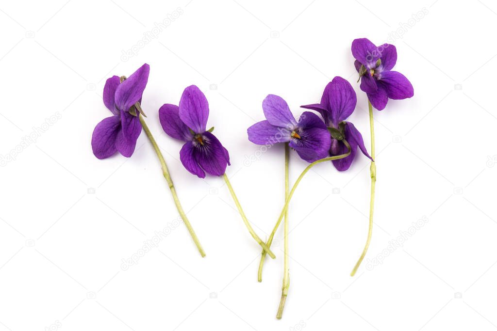 Herbaceous perennial plant - Viola odorata (wood violet, sweet violet, english violet, garden viole). Spring  purple flowers of violets close up