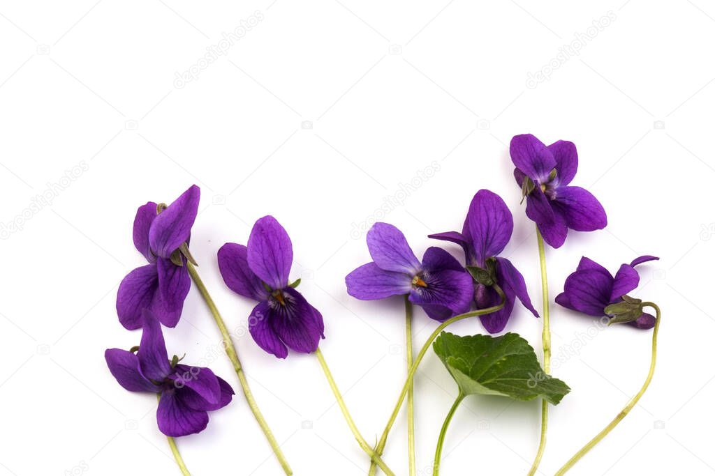 Herbaceous perennial plant - Viola odorata (wood violet, sweet violet, english violet, garden viole). Spring  purple flowers of violets close up