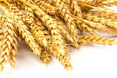 Beyaz arka planda yakın plan altın buğday kulakları. Zengin hasat konsepti. Etiket sanat tasarımı