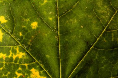 Sonbahar yaprağı yakın planda. Arkaplan. Boşluğu kopyala.