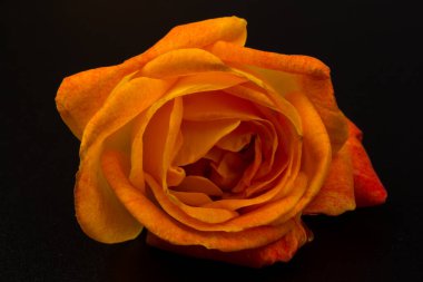 Siyah arka planda izole edilmiş güzel ve taze turuncu güller. Boşluğu kopyala