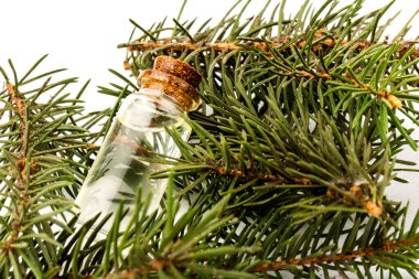 Köknar yağı şişesi, köknar dallarıyla birlikte, beyaz arka planda izole edilmiş.