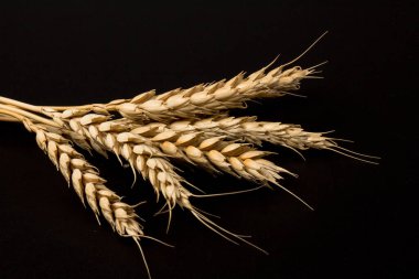 Siyah arka planda yakın plan altın buğday kulakları. Zengin hasat konsepti. Etiket sanat tasarımı