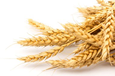 Beyaz arka planda yakın plan altın buğday kulakları. Zengin hasat konsepti. Etiket sanat tasarımı