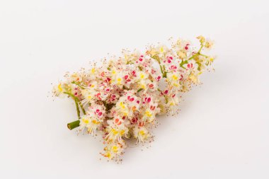 At kestanesi açan çiçekler. Beyaz arka planda çiçeklenmiş at kestanesi beyaz mumlar. Bahar konsepti