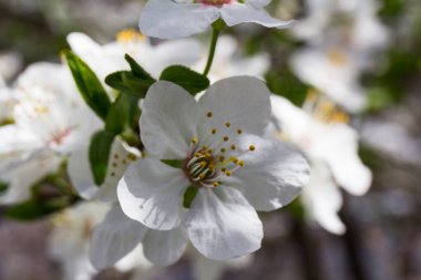 Beyaz erik çiçeği ilkbaharın başlangıcını temsil eden çiçektir.