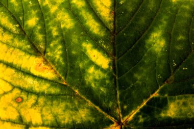 Sonbahar yaprağı yakın planda. Arkaplan. Boşluğu kopyala.