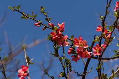 Süslü çiçekli çalılar Chaenomeles japonica cultivar superba güzel açık pembe yapraklar ve sarı merkezli, çiçek açmış ilk çiçekler