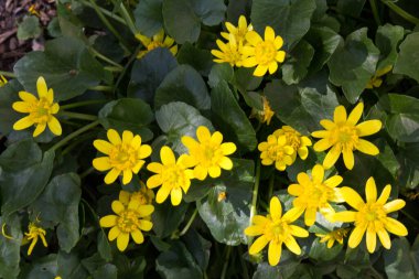 Ranunculus ficaria L. (daha az celandine, Himeryuukinka). Sarı daha az Celandine İlkbaharın başlarında çiçek açıyor