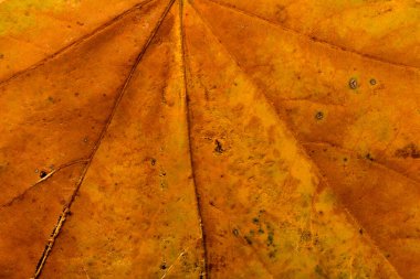 Sonbahar yaprağı yakın planda. Arkaplan. Boşluğu kopyala.