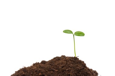 Genç yeşil bitki beyaz siyah zeminde toprakta büyüyor. Yeni yaşam konsepti