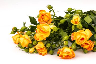 Beyaz arka planda izole edilmiş güzel ve taze turuncu güller. Boşluğu kopyala