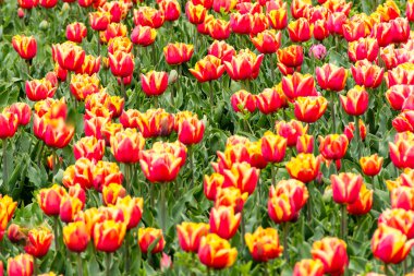 Taze yeşil yapraklı turuncu lale tomurcukları yumuşak bir ışık altında bulanık bir zemin üzerinde ve metnin için yer var. Hollanda lalesi baharda serada çiçek açar. Çiçekçi dükkanı için çiçek pankartı..