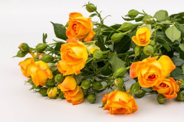 Beyaz arka planda izole edilmiş güzel ve taze turuncu güller. Boşluğu kopyala