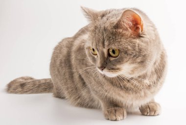 Sevimli kedi İskoç Düz beyaz arka planda izole oturuyor