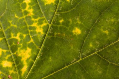 Sonbahar yaprağı yakın planda. Arkaplan. Boşluğu kopyala.