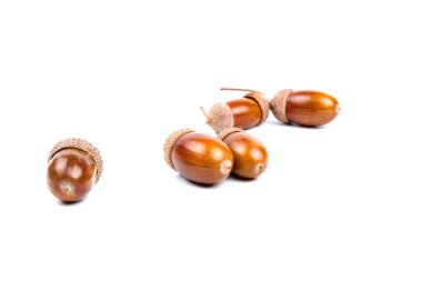 Beyaz arkaplanda izole edilmiş şapkalardaki palamutlar, metin için boşluk