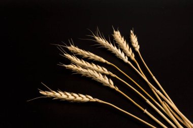 Siyah arka planda yakın plan altın buğday kulakları. Zengin hasat konsepti. Etiket sanat tasarımı