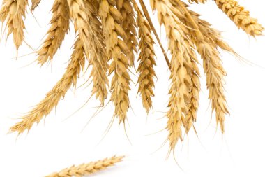 Beyaz arka planda yakın plan altın buğday kulakları. Zengin hasat konsepti. Etiket sanat tasarımı