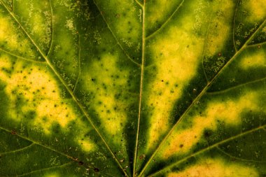 Sonbahar yaprağı yakın planda. Arkaplan. Boşluğu kopyala.