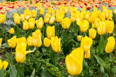 Sarı lale tomurcukları ve yumuşak yeşil yaprakları var. Bulanık bir arkaplanda metnin için yer var. Hollanda lalesi baharda serada çiçek açar. Çiçekçi dükkanı için çiçek pankartı..