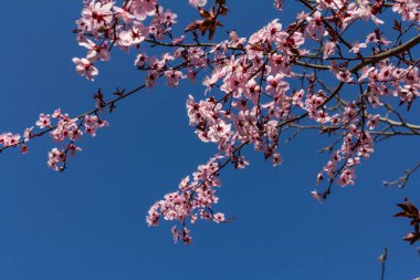 Kiraz pembesi çiçekleri kapanıyor. Çiçek açan kiraz ağacı. Bahar çiçeği arkaplanı. Metin için yer. 