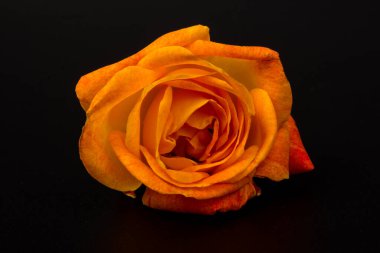 Siyah arka planda izole edilmiş güzel ve taze turuncu güller. Boşluğu kopyala