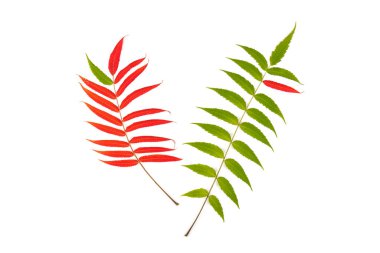 Rhus tifinasının sonbahar renkleri (Staghorn sumac, Anacardiaceae). Kırmızı, turuncu, sarı ve yeşil sumac yaprakları. Doğal doku kalıbı arkaplanı.