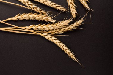 Siyah arka planda yakın plan altın buğday kulakları. Zengin hasat konsepti. Etiket sanat tasarımı