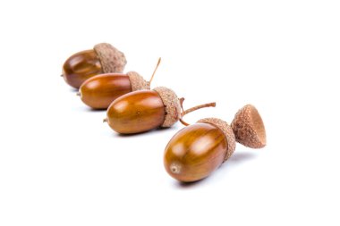 Beyaz arkaplanda izole edilmiş şapkalardaki palamutlar, metin için boşluk