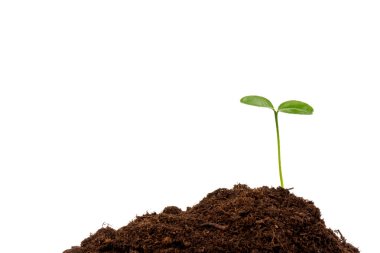 Genç yeşil bitki beyaz siyah zeminde toprakta büyüyor. Yeni yaşam konsepti