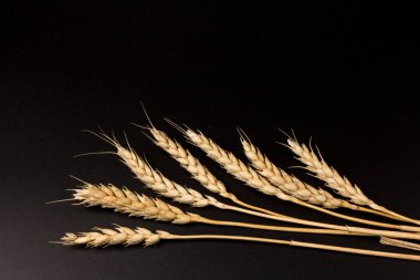 Siyah arka planda yakın plan altın buğday kulakları. Zengin hasat konsepti. Etiket sanat tasarımı