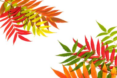 Rhus tifinasının sonbahar renkleri (Staghorn sumac, Anacardiaceae). Kırmızı, turuncu, sarı ve yeşil sumac yaprakları. Doğal doku kalıbı arkaplanı.