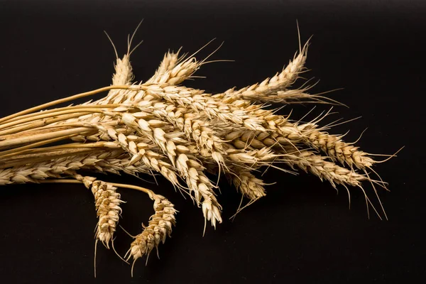 Ears of golden wheat in close- up on black background. Rich harvest Concept. Label art design