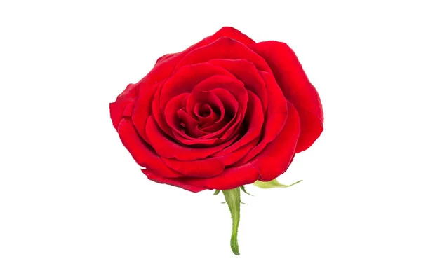 Une Fleur Belle Rose Rouge Fleurie Bourgeon Isolé Sur Fond — Photo