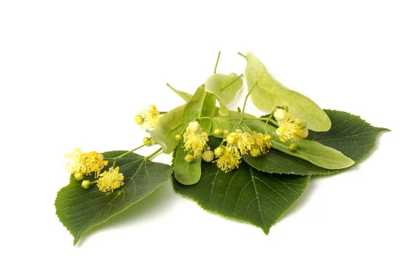 Lind Gul Blomma Tilia Cordata Träd Ttblad Lime Littleleaf Lind — Stockfoto