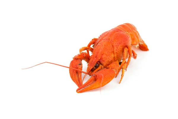 Tasty Boiled Crawfishes Red Color Isolated White Background — Stock Photo, Image