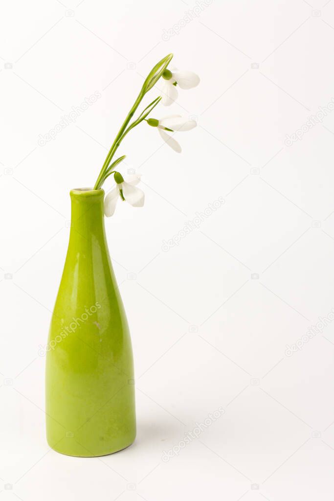 Snowdrop  in the green vase. White springs flower in close-up with copy space. concept of early spring