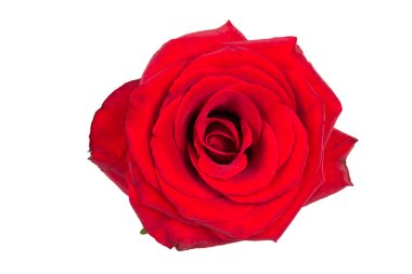 Çiçek. Güzel, çiçek açan kırmızı gül tomurcuğu, yakın plan beyaz arka planda izole edilmiş.